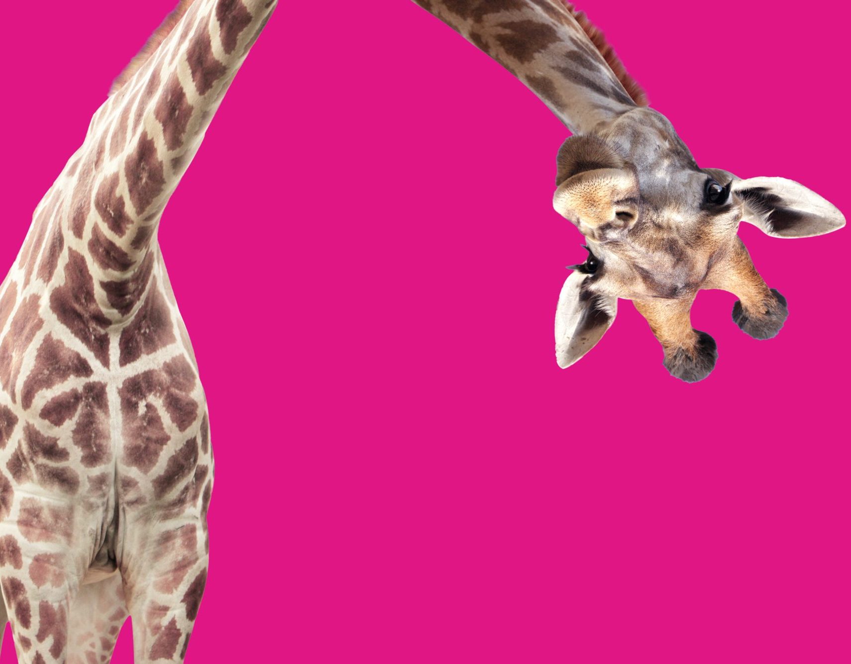 Giraffe face head hanging upside down. Brand positioning