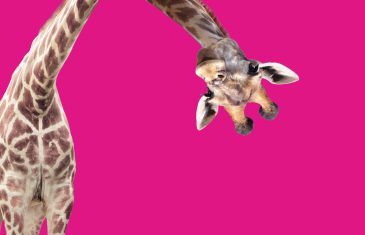 Giraffe face head hanging upside