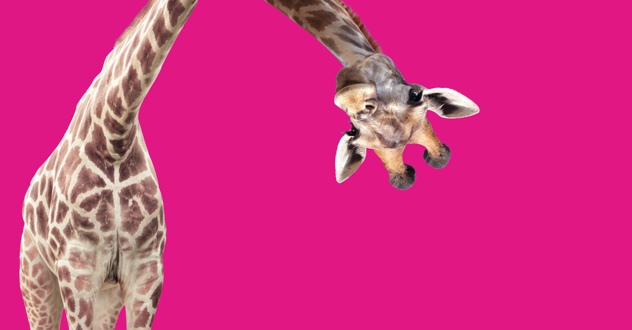 Giraffe face head hanging upside down. Curious giraffe peeks from above. Cute giraffe looks interested
