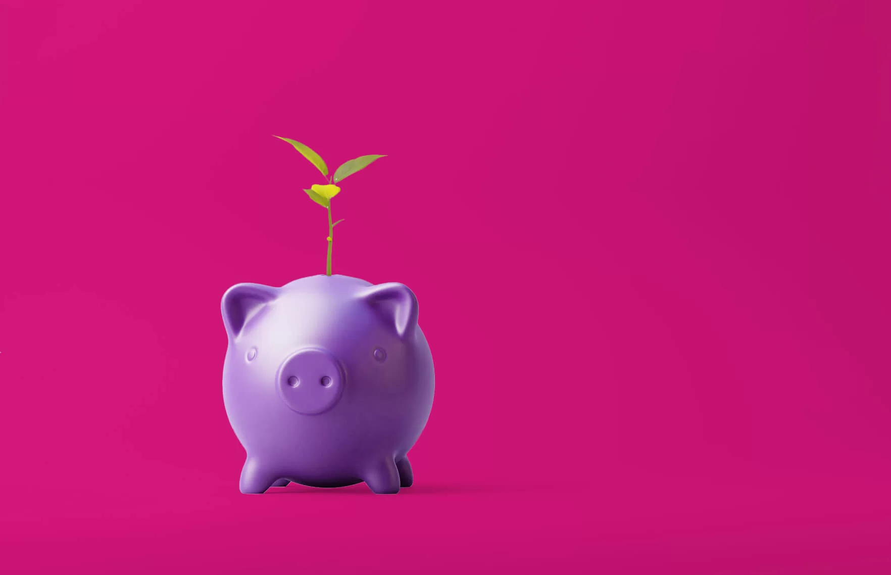 Purple pig with yello flower.